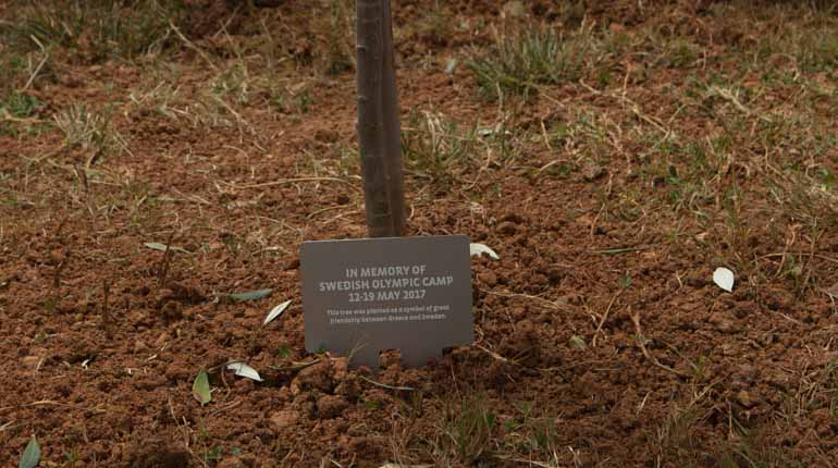 Inskriptionen på det svensk-olympiska olivträdet på Cavo Spada, Kreta. Foto: SOK